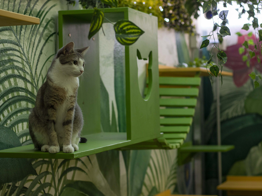 Hotel de Gatos Mishmosos para las vacaciones o fin de semana largo